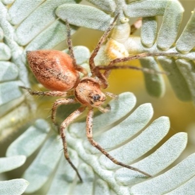Oxyopidae (family) (Lynx spider) at  - suppressed by DianneClarke