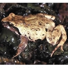 Philoria sphagnicolus (Sphagnum Frog) at Comara, NSW - 29 Nov 2010 by MichaelBedingfield