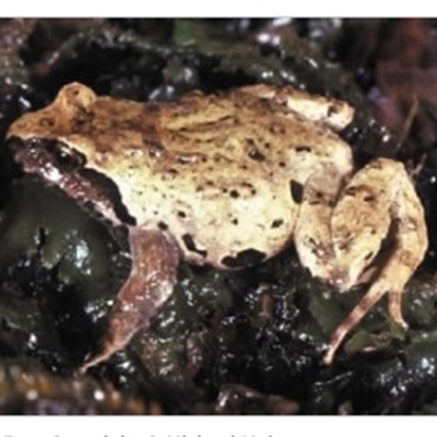 Philoria sphagnicolus (Sphagnum Frog) at Comara, NSW - 29 Nov 2010 by MichaelBedingfield