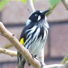 Phylidonyris novaehollandiae (New Holland Honeyeater) at Narooma, NSW - 6 Sep 2025 by MatthewFrawley
