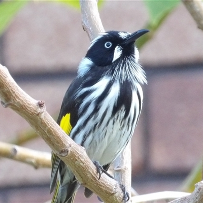 Phylidonyris novaehollandiae (New Holland Honeyeater) at Narooma, NSW - 6 Sep 2025 by MatthewFrawley