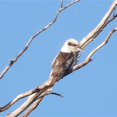 Dacelo novaeguineae (Laughing Kookaburra) at Narooma, NSW - 6 Sep 2025 by MatthewFrawley