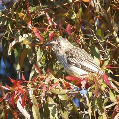 Anthochaera carunculata (Red Wattlebird) at Narooma, NSW - 6 Sep 2025 by MatthewFrawley
