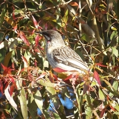 Anthochaera carunculata at Narooma, NSW - 6 Sep 2025 04:08 PM