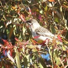 Anthochaera carunculata at Narooma, NSW - 6 Sep 2025 04:08 PM