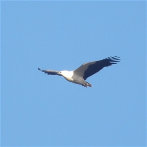 Icthyophaga leucogaster (White-bellied Sea-Eagle) at Narooma, NSW - 6 Sep 2025 by MatthewFrawley