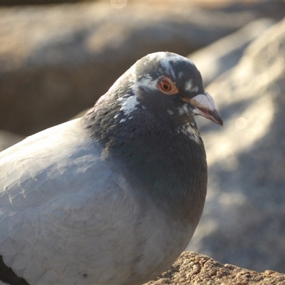 Columba livia (Rock Dove (Feral Pigeon)) at Narooma, NSW - 6 Sep 2025 by MatthewFrawley