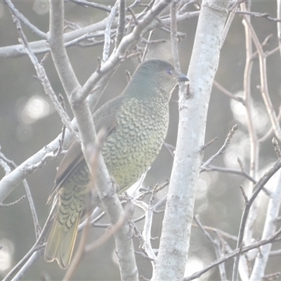 Ptilonorhynchus violaceus (Satin Bowerbird) at Narooma, NSW - 7 Sep 2025 by MatthewFrawley