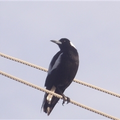 Gymnorhina tibicen (Australian Magpie) at Narooma, NSW - 7 Sep 2025 by MatthewFrawley