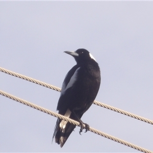 Gymnorhina tibicen (Australian Magpie) at Narooma, NSW - 7 Sep 2025 by MatthewFrawley