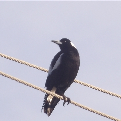Gymnorhina tibicen (Australian Magpie) at Narooma, NSW - 7 Sep 2025 by MatthewFrawley