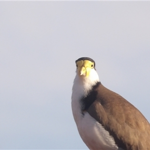 Vanellus miles (Masked Lapwing) at Narooma, NSW - 7 Sep 2025 by MatthewFrawley