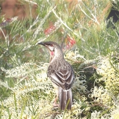 Anthochaera carunculata (Red Wattlebird) at Narooma, NSW - 7 Sep 2025 by MatthewFrawley