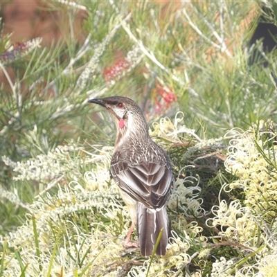 Anthochaera carunculata (Red Wattlebird) at Narooma, NSW - 7 Sep 2025 by MatthewFrawley