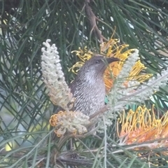 Anthochaera chrysoptera (Little Wattlebird) at Narooma, NSW - 7 Sep 2025 by MatthewFrawley