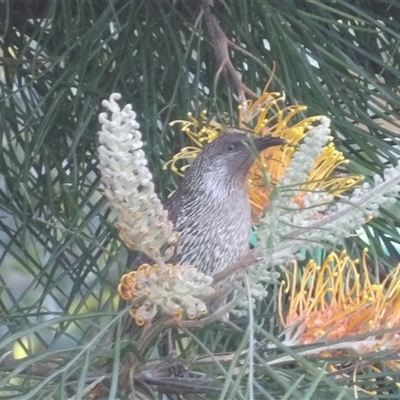 Anthochaera chrysoptera (Little Wattlebird) at Narooma, NSW - 7 Sep 2025 by MatthewFrawley
