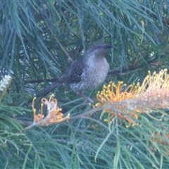 Anthochaera chrysoptera at Narooma, NSW - 7 Sep 2025 07:54 AM