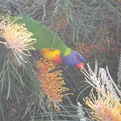 Trichoglossus moluccanus (Rainbow Lorikeet) at Narooma, NSW - 7 Sep 2025 by MatthewFrawley