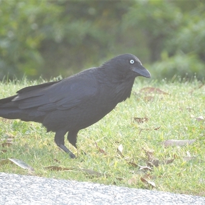 Corvus coronoides (Australian Raven) at Narooma, NSW - 7 Sep 2025 by MatthewFrawley