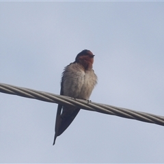 Hirundo neoxena (Welcome Swallow) at Narooma, NSW - 7 Sep 2025 by MatthewFrawley