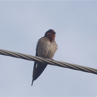 Hirundo neoxena (Welcome Swallow) at Narooma, NSW - 7 Sep 2025 by MatthewFrawley