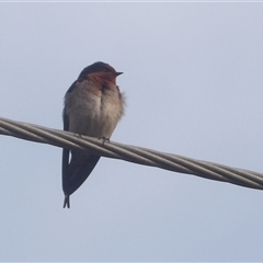 Hirundo neoxena at Narooma, NSW - 7 Sep 2025 07:25 AM