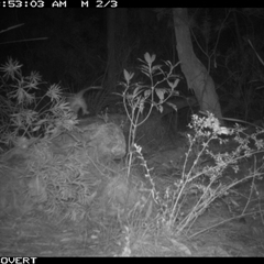 Pseudocheirus peregrinus (Common Ringtail Possum) at Oakdale, NSW - 8 Sep 2025 by bufferzone