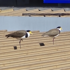 Vanellus miles (Masked Lapwing) at Mawson, ACT - 9 Sep 2025 by Mike