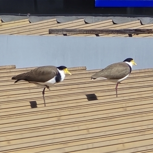 Vanellus miles (Masked Lapwing) at Mawson, ACT - 9 Sep 2025 by Mike