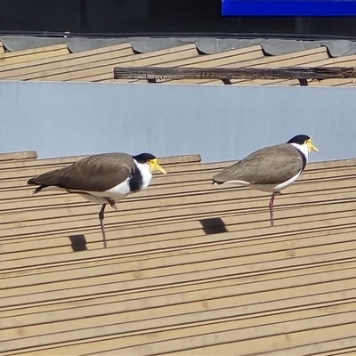 Vanellus miles (Masked Lapwing) at Mawson, ACT - 9 Sep 2025 by Mike
