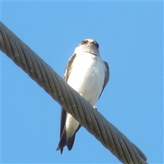 Petrochelidon nigricans (Tree Martin) at Narooma, NSW - 6 Sep 2025 by MatthewFrawley