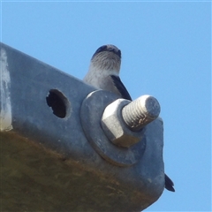 Petrochelidon nigricans at Narooma, NSW - 6 Sep 2025 08:52 AM