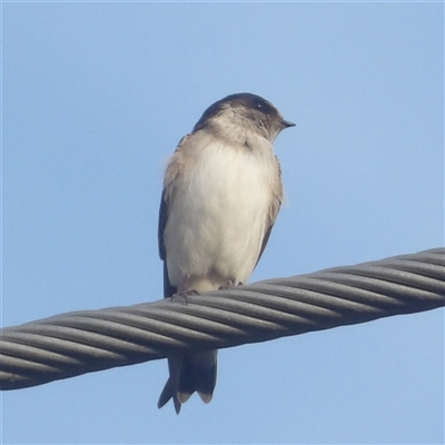 Petrochelidon nigricans (Tree Martin) at Narooma, NSW - 7 Sep 2025 by MatthewFrawley