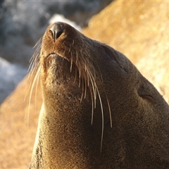 Arctocephalus pusillus doriferus (Australian Fur-seal) at Narooma, NSW - 6 Sep 2025 by MatthewFrawley