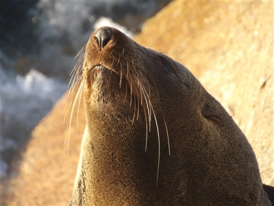 Arctocephalus pusillus doriferus (Australian Fur-seal) at Narooma, NSW - 6 Sep 2025 by MatthewFrawley