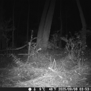 Pseudocheirus peregrinus (Common Ringtail Possum) at Oakdale, NSW - 8 Sep 2025 by bufferzone