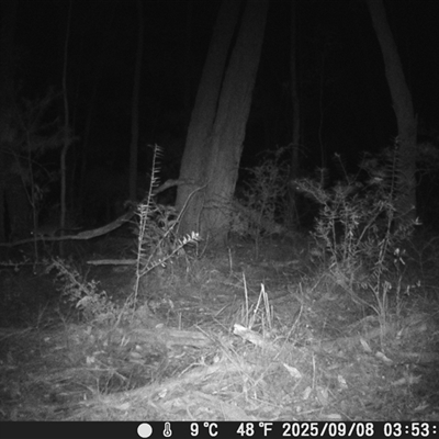 Pseudocheirus peregrinus (Common Ringtail Possum) at Oakdale, NSW - 8 Sep 2025 by bufferzone