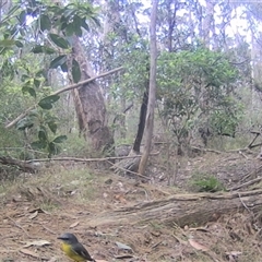 Eopsaltria australis (Eastern Yellow Robin) at Oakdale, NSW - 9 Sep 2025 by bufferzone