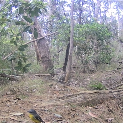 Eopsaltria australis (Eastern Yellow Robin) at Oakdale, NSW - 9 Sep 2025 by bufferzone