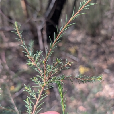 Dillwynia glaucula (Michelago Parrot-pea) at Wog Wog, NSW - 7 Sep 2025 by LWenger