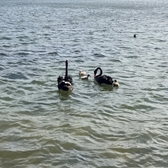 Cygnus atratus (Black Swan) at Gungahlin, ACT - 9 Sep 2025 by TrishGungahlin