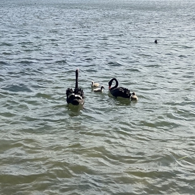 Cygnus atratus (Black Swan) at Gungahlin, ACT - 9 Sep 2025 by TrishGungahlin