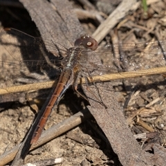 Diplacodes bipunctata (Wandering Percher) at Symonston, ACT - 9 Sep 2025 by rawshorty