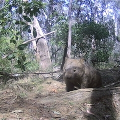 Vombatus ursinus (Bare-nosed Wombat, Common wombat) at Oakdale, NSW - 9 Sep 2025 by bufferzone