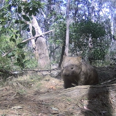 Vombatus ursinus (Bare-nosed Wombat, Common wombat) at Oakdale, NSW - 9 Sep 2025 by bufferzone