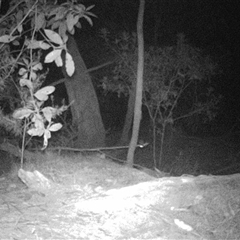 Unverified Mammal at Oakdale, NSW - 9 Sep 2025 by bufferzone
