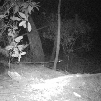 Unverified Mammal at Oakdale, NSW - 9 Sep 2025 by bufferzone