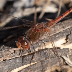 Diplacodes bipunctata (Wandering Percher) at Symonston, ACT - 9 Sep 2025 by rawshorty