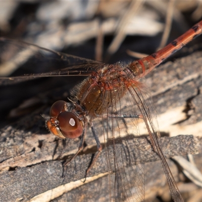 Diplacodes bipunctata (Wandering Percher) at Symonston, ACT - 9 Sep 2025 by rawshorty