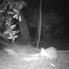 Perameles nasuta (Long-nosed Bandicoot) at Oakdale, NSW - 9 Sep 2025 by bufferzone